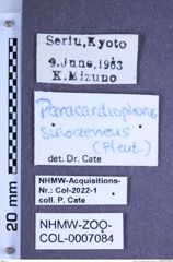 Etiketten zu Paracardiophorus subaeneus (Fleutiaux, 1902) (NHMW-ZOO-COL-0007084)